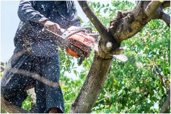 tree services Lincoln City